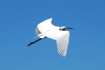 A big bird in the Everglades