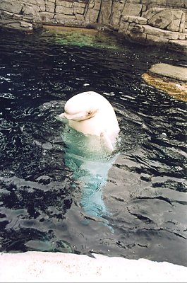 Sdan en sd fyr hedder en Beluga-hval