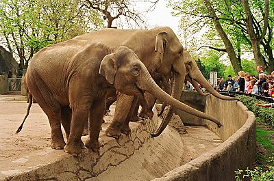 Elephants ready at the entrance