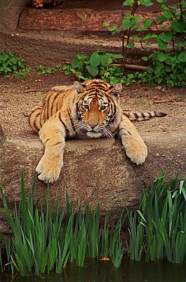 Lazy tiger - but watching carefully