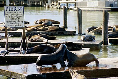 Toristfriendly sealions at pier 39 - but at least they've got more brain than the people at Golden State Warriors.