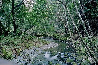 It was impossible to take pictures of the tall trees in Muir Woods - to tall and to dark - so instead here is a picture of a nice little brook
