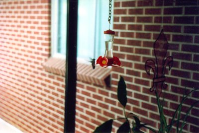 I Denver boede jeg hos en Servas-vrt - hvor denne kolibri kom forbi