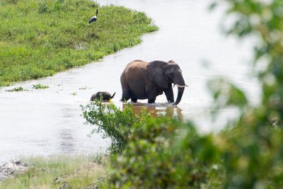 Elefant-familie krydser floden