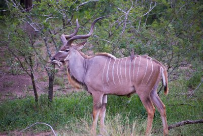 Sådan en fyr hedder en Kudu