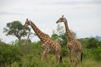 Den såkaldt langhalsede giraf