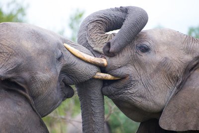 Elefanter i seriøst slagsmål