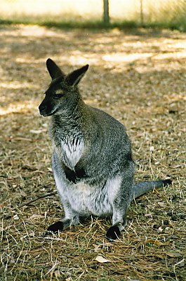 En Wallabi - sådan en slags mini-kænguru