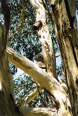 Sovende Koala - højt til vejrs