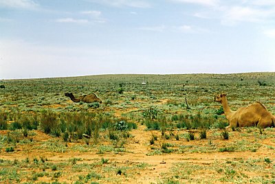 2 kameler - en bil i baggrunden - og s The Outback