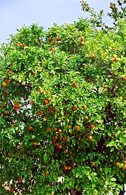 Appelsinerne hang tæt på træerne i Kifisia. De var store - der var mange - og de var rigtig gode.