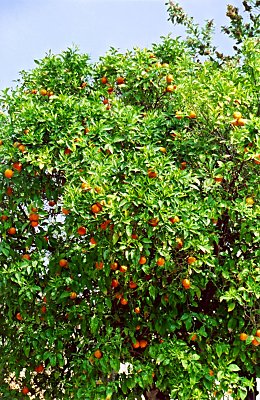 Orangetrees in Kifisia. A lot of them - and the were huge and delicious.