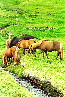 Rigtige islandske heste - billedet er taget lige udenfor Ólafsfjördur