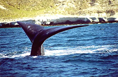 På hvaltur - det her er en Orca - også kendt som en dræberhval