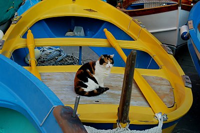 Bdene i havnen var fornuftigt nok trukket p land - det havde de mange lokale katte fornjelse af